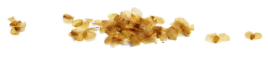 Koku sēklas aploksnē