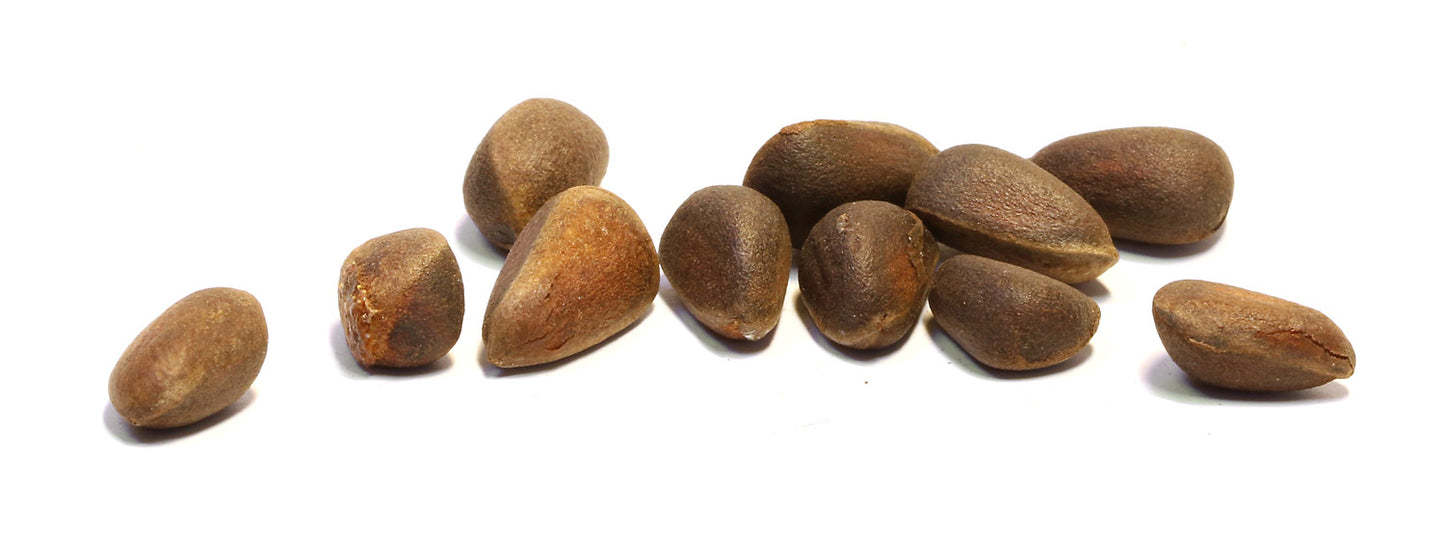 Koku sēklas aploksnē