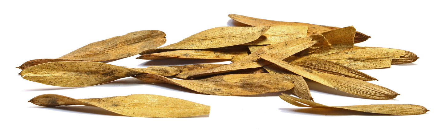 Koku sēklas aploksnē