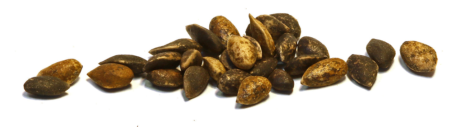 Koku sēklas aploksnē