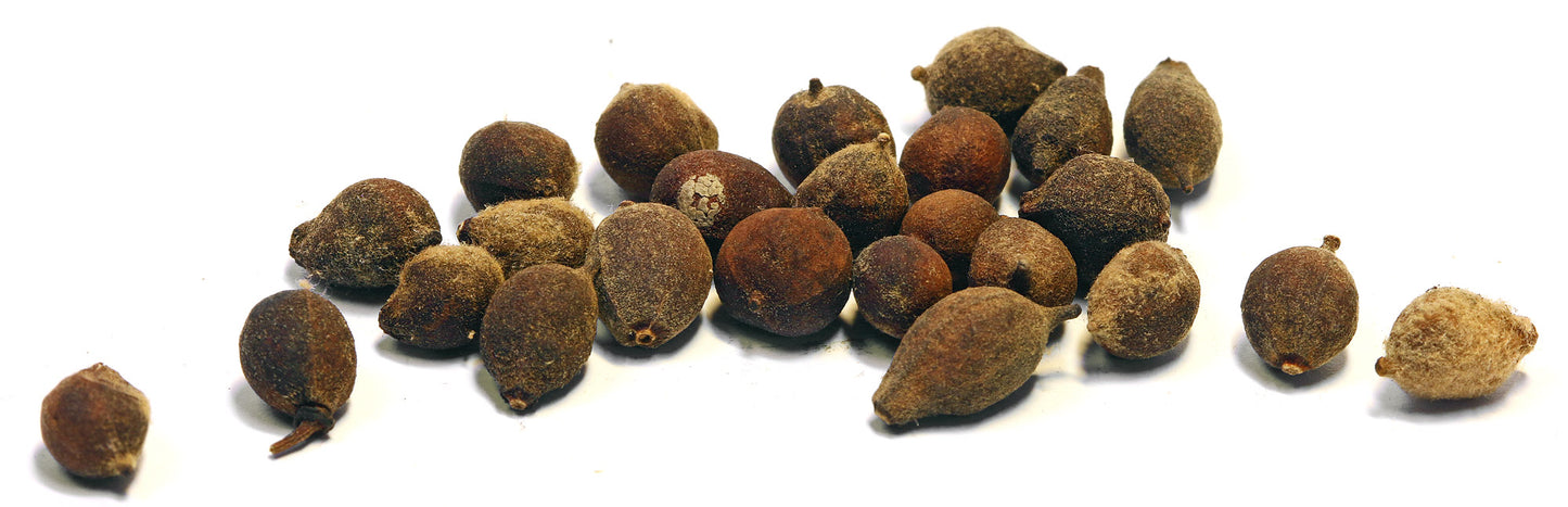 Koku sēklas aploksnē