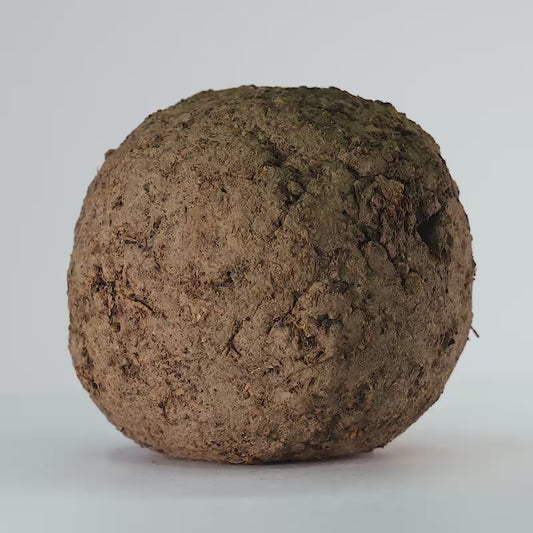 Sēklu bumba – Iemet un Aug!