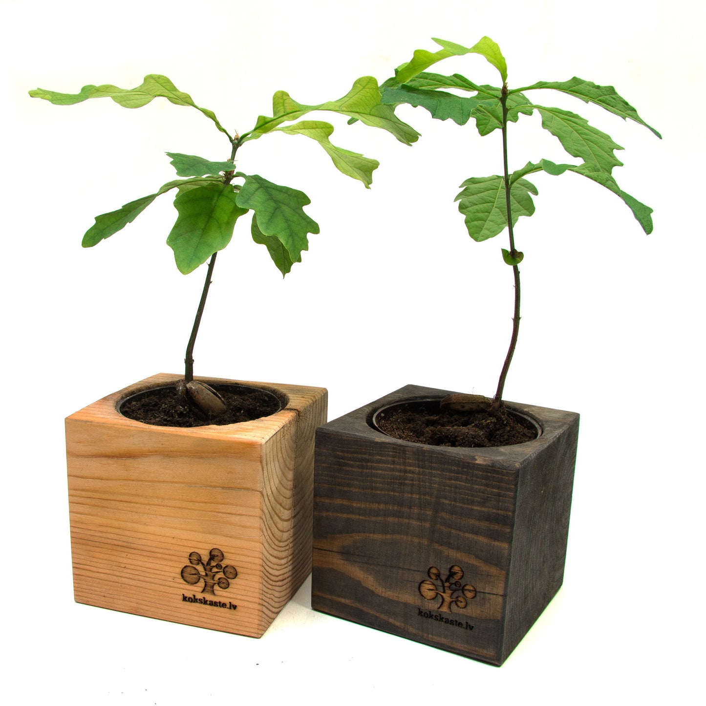 Izdīdzis ozoliņš koka podiņā