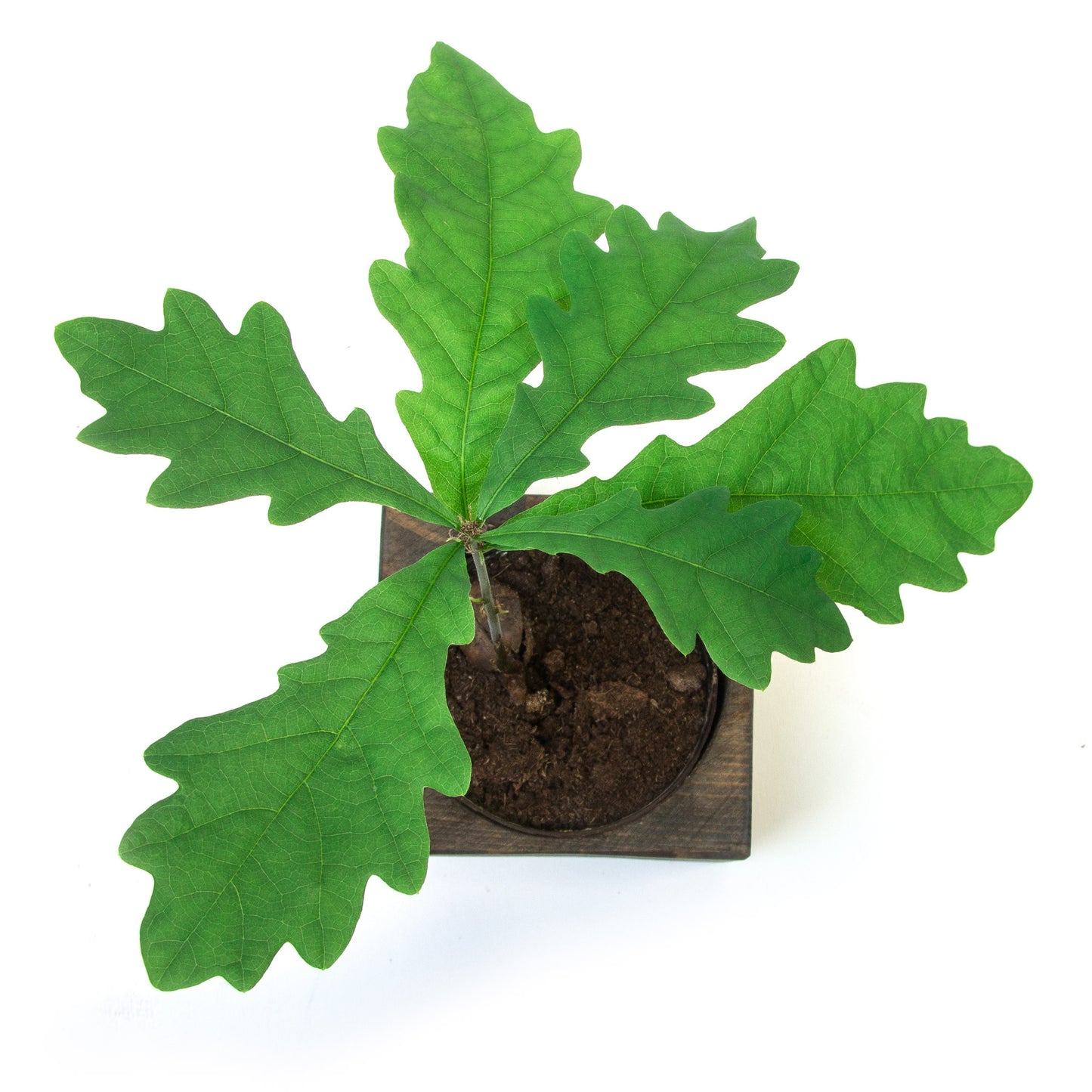 Izdīdzis ozoliņš koka podiņā