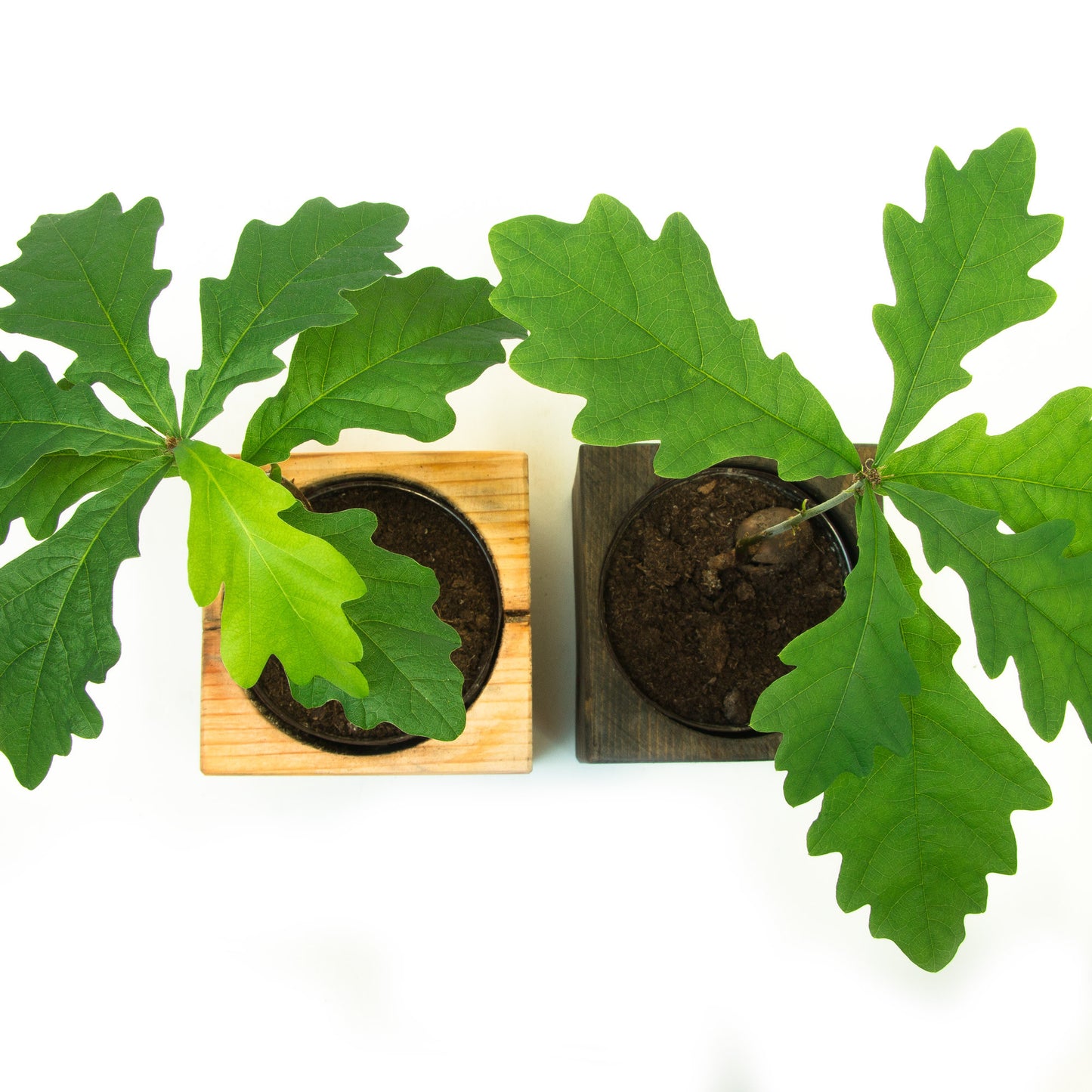 Izdīdzis ozoliņš koka podiņā