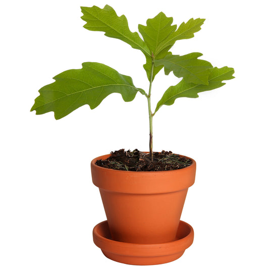 Koks kastē - Izdīdzis ozoliņš māla podiņā