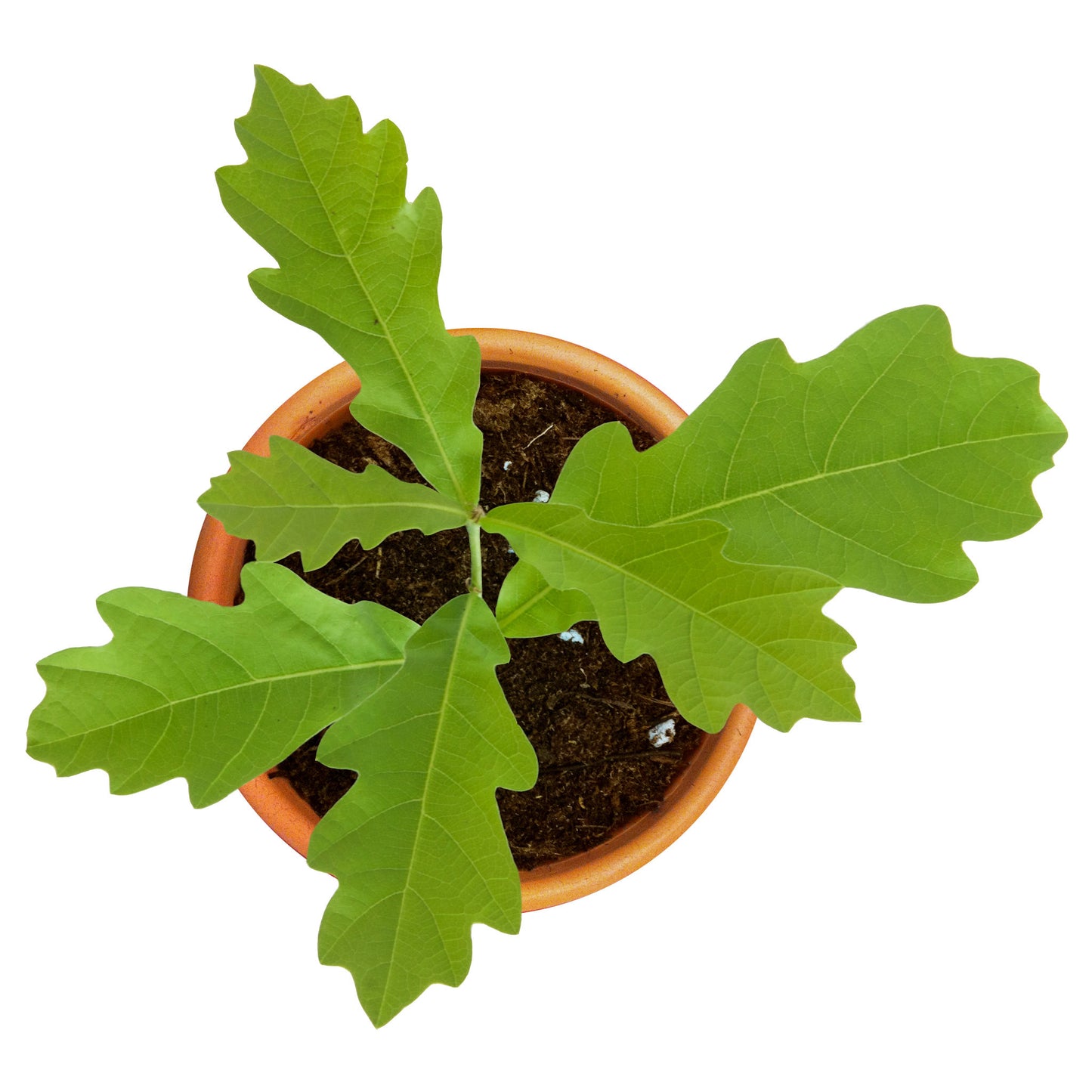 Koks kastē - Izdīdzis ozoliņš māla podiņā