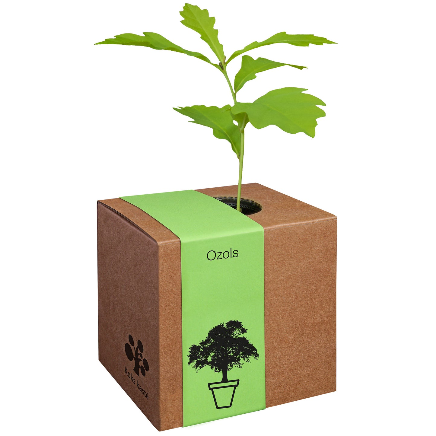 Koks kastē - Izdīdzis ozoliņš māla podiņā