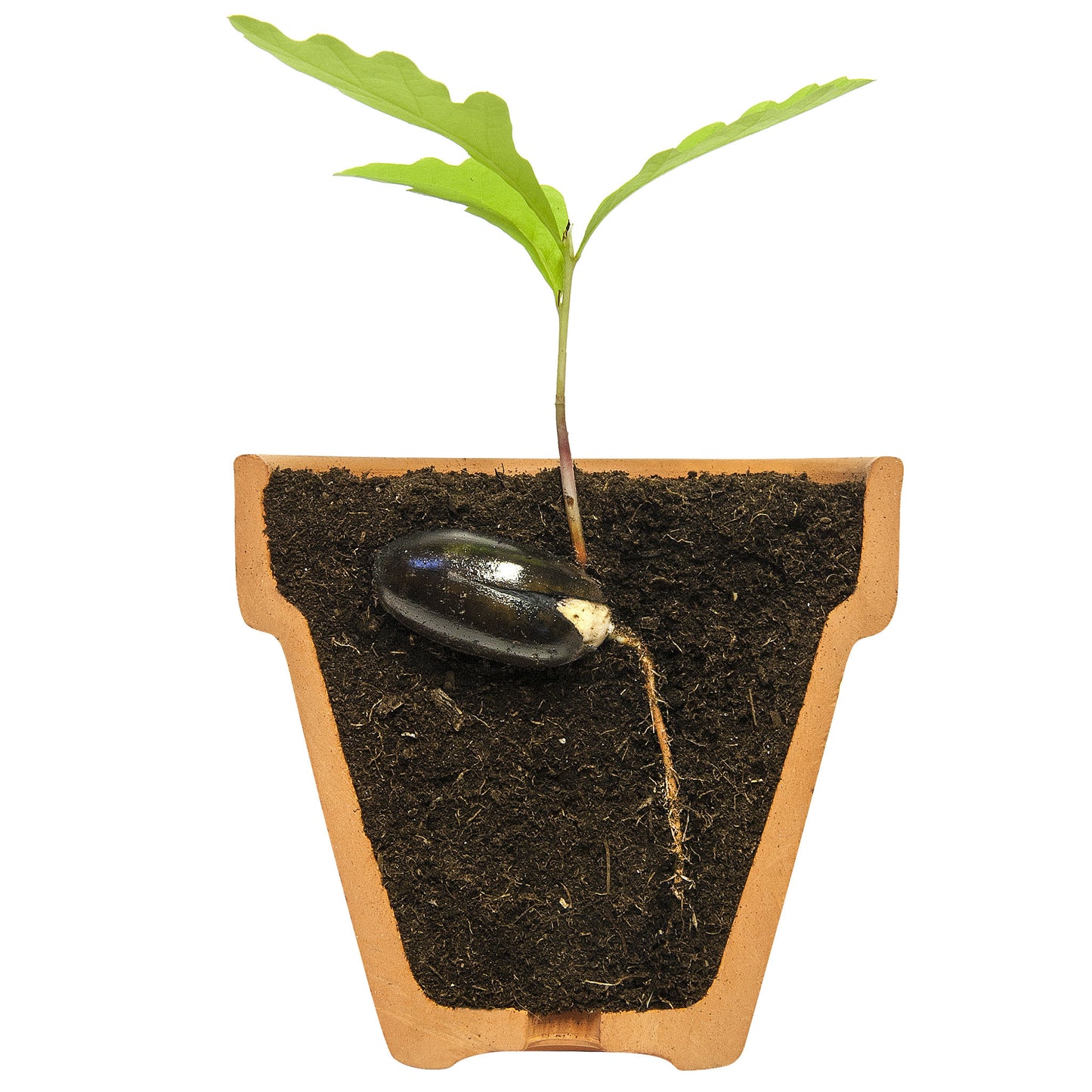 Koks kastē - Izdīdzis ozoliņš māla podiņā