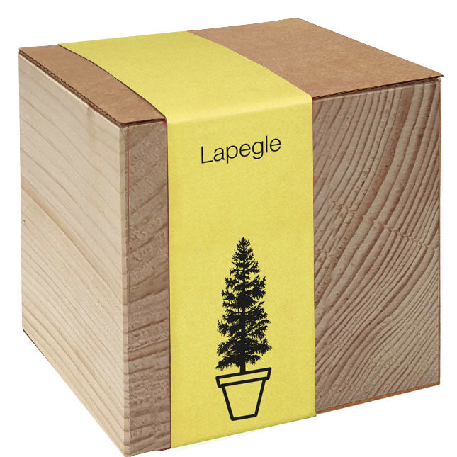 Koka podiņš ar sēklām