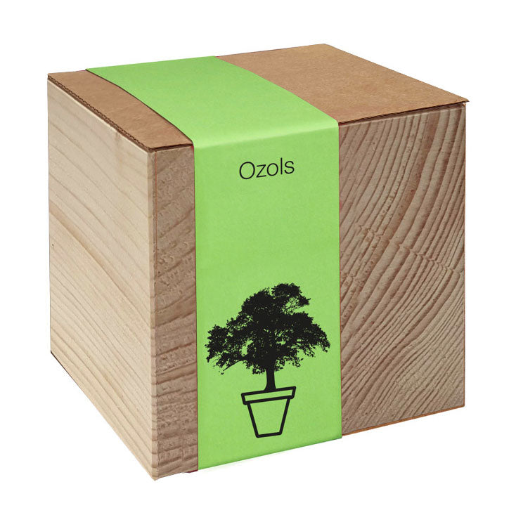 Koka podiņš ar sēklām