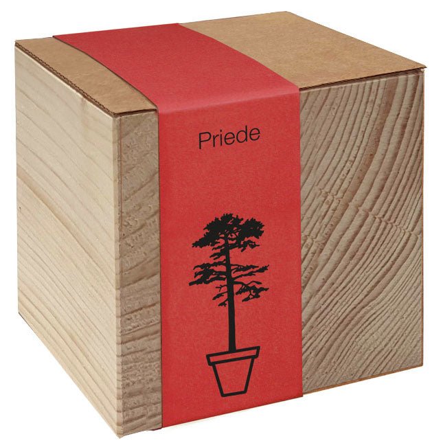 Koka podiņš ar sēklām