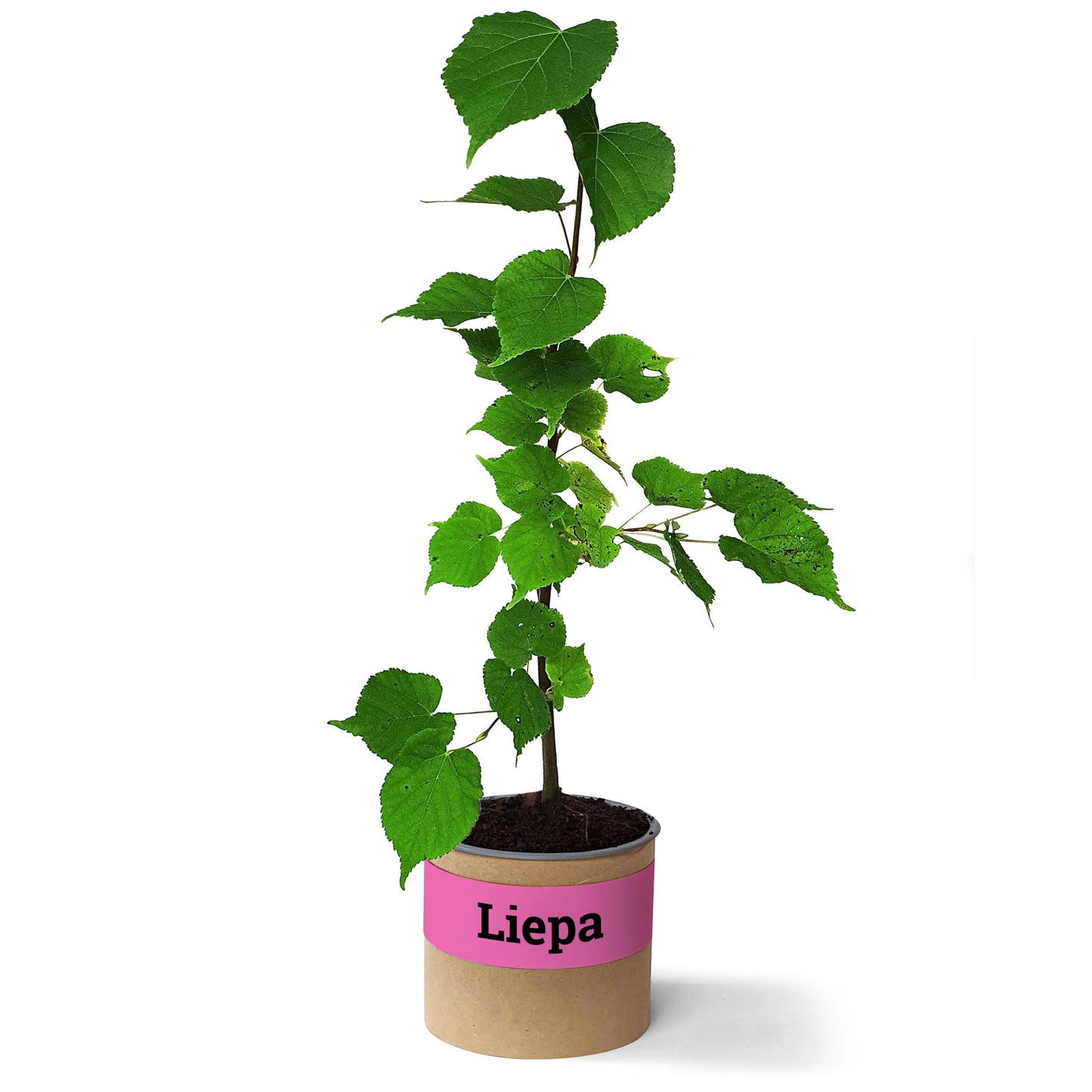 Ozoliņš vai Liepa Kartona podiņā