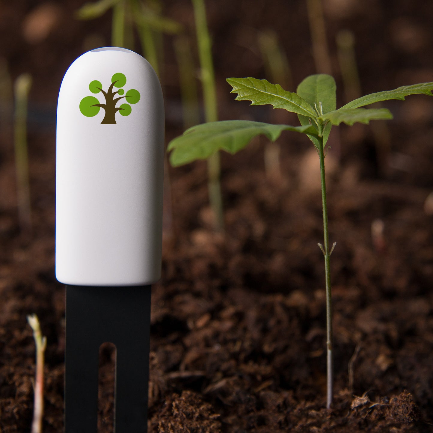 Zīļuks - istabas augu pieskatītājs