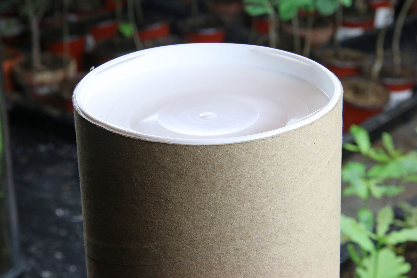 Cilindrs sūtīšanai izdīgušiem ozoliņiem.