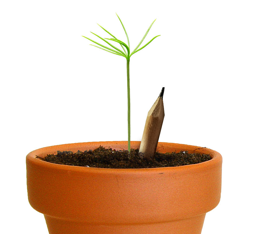 Wooden pencil with wood seeds