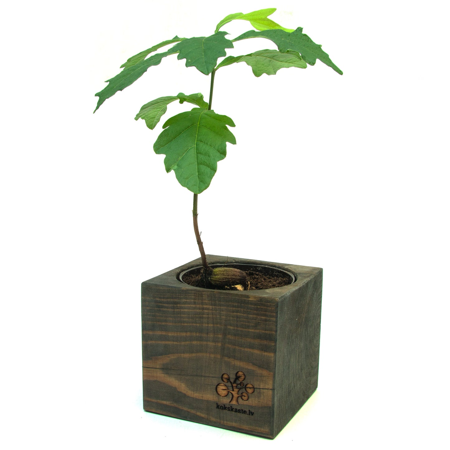 Grown oak tree in a wooden pot