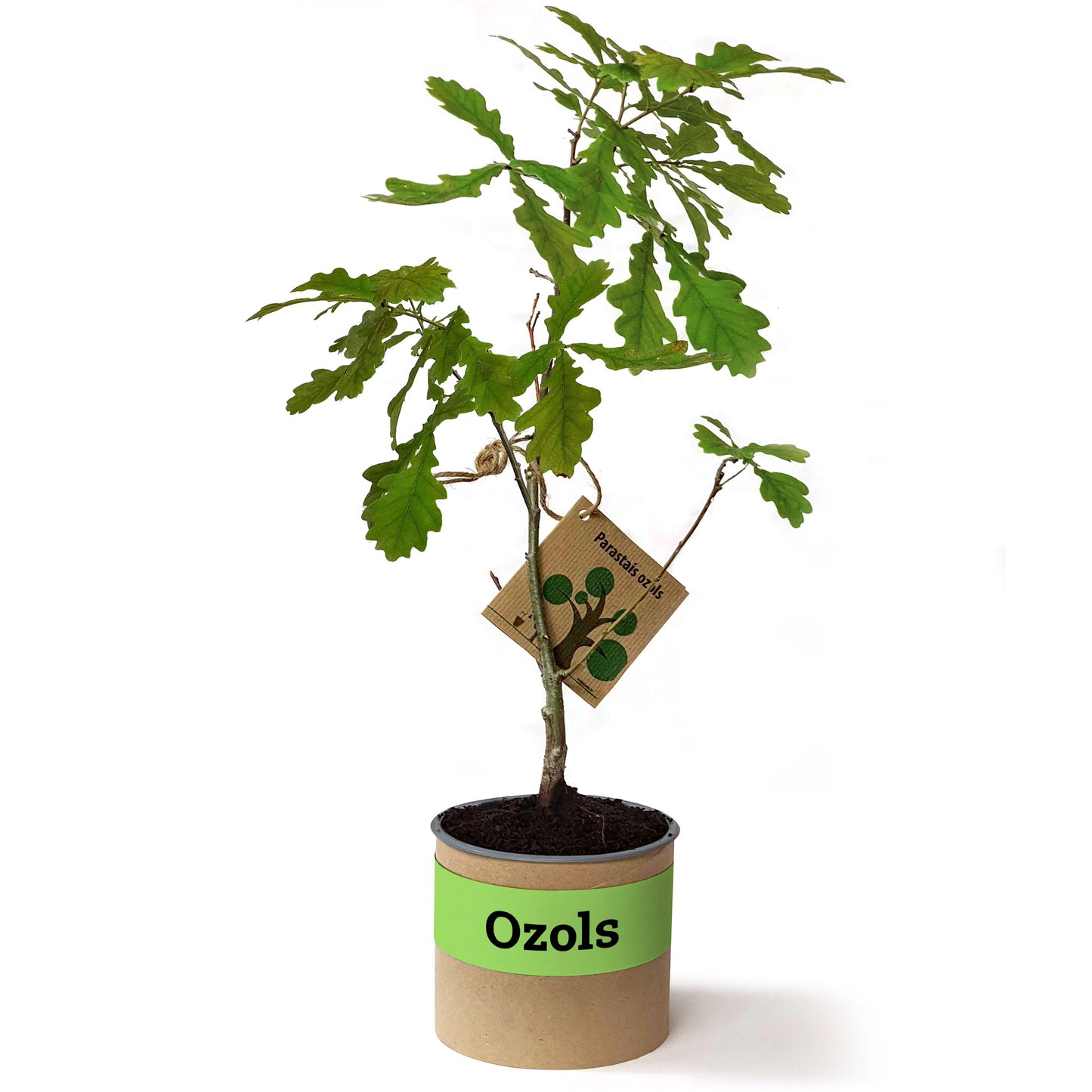 Oak or linden in a cardboard pot